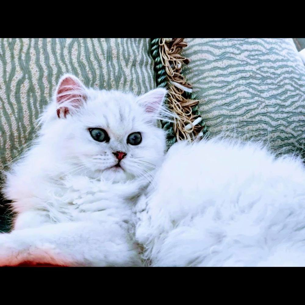 Meet your Posher, Teresa